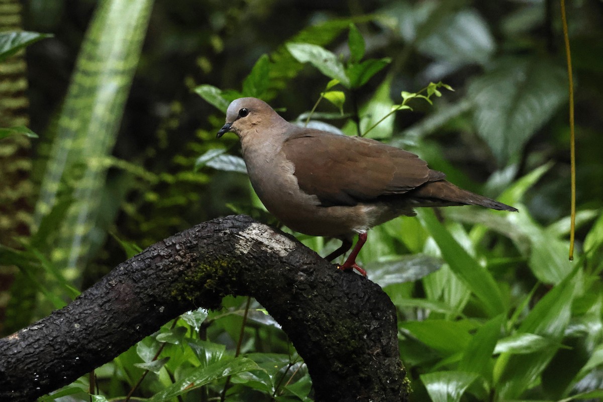 gråpannedue - ML643414477