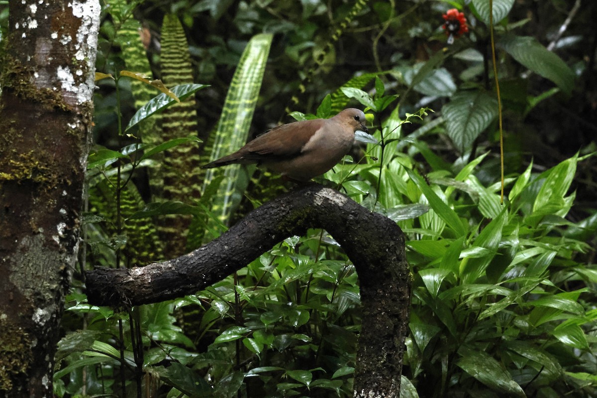 gråpannedue - ML643414478