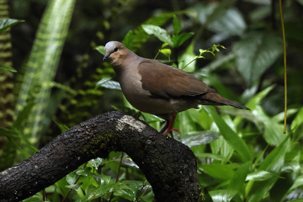 gråpannedue - ML643414479