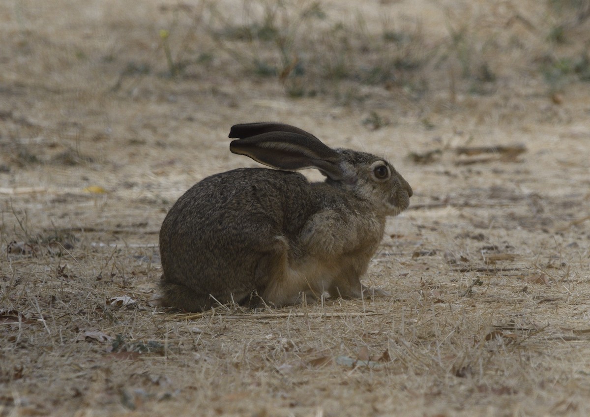 Eselhase - ML643414481