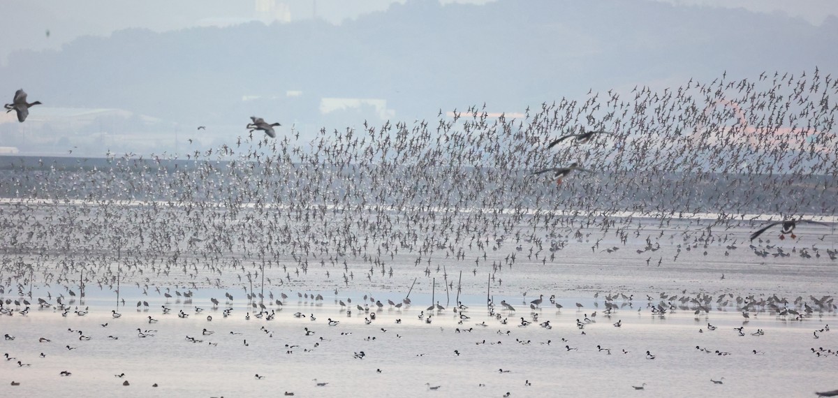 Dunlin - ML643414483