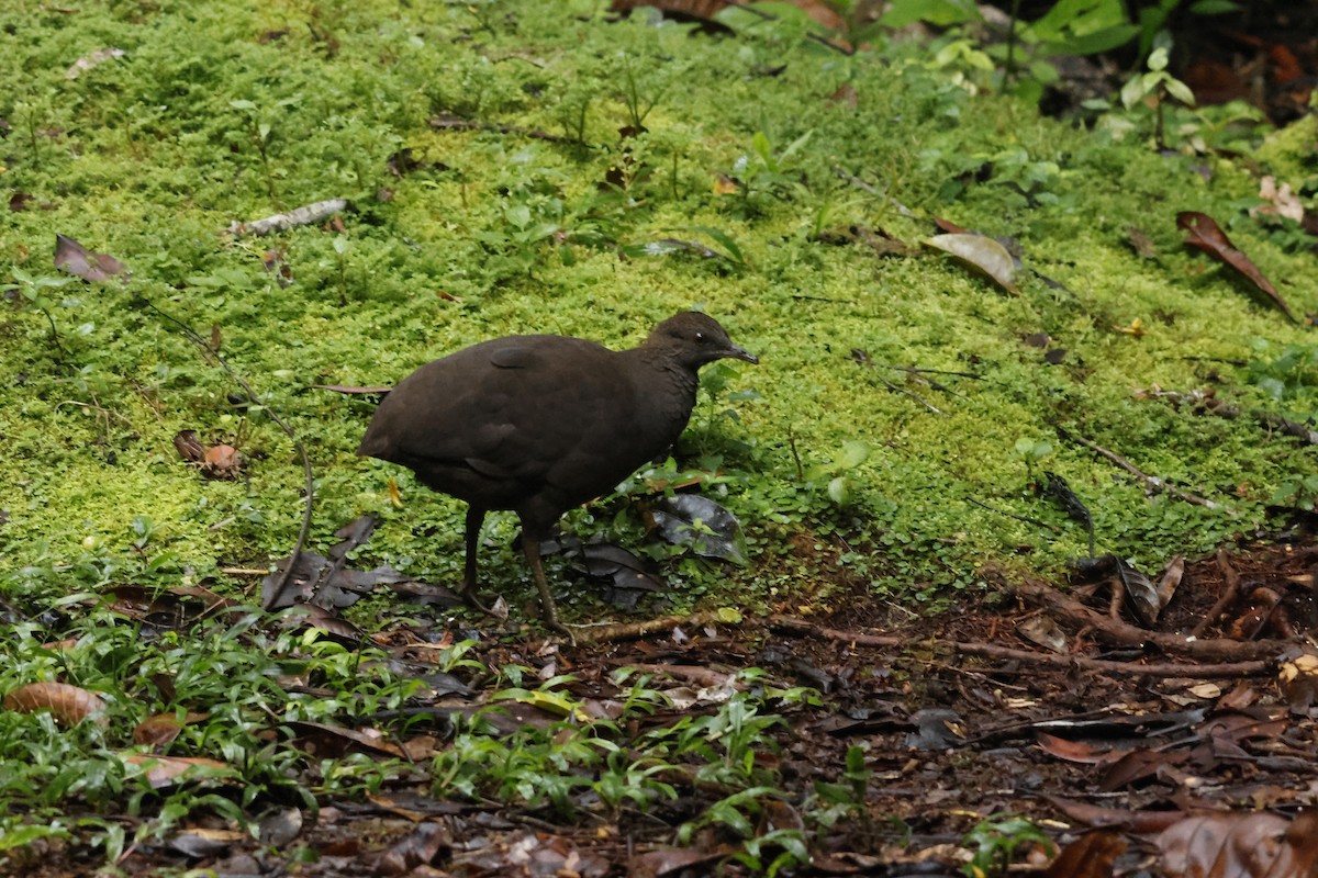 Cinereous Tinamou - ML643414487