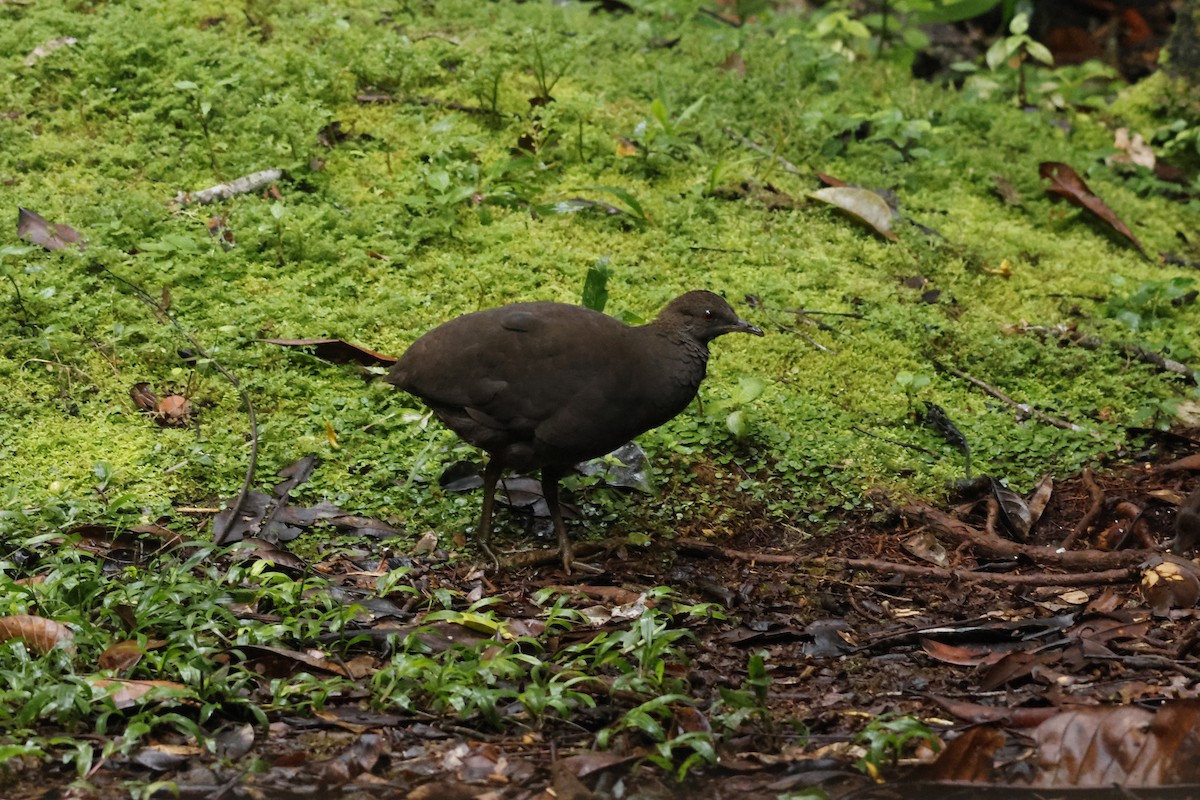 Cinereous Tinamou - ML643414488