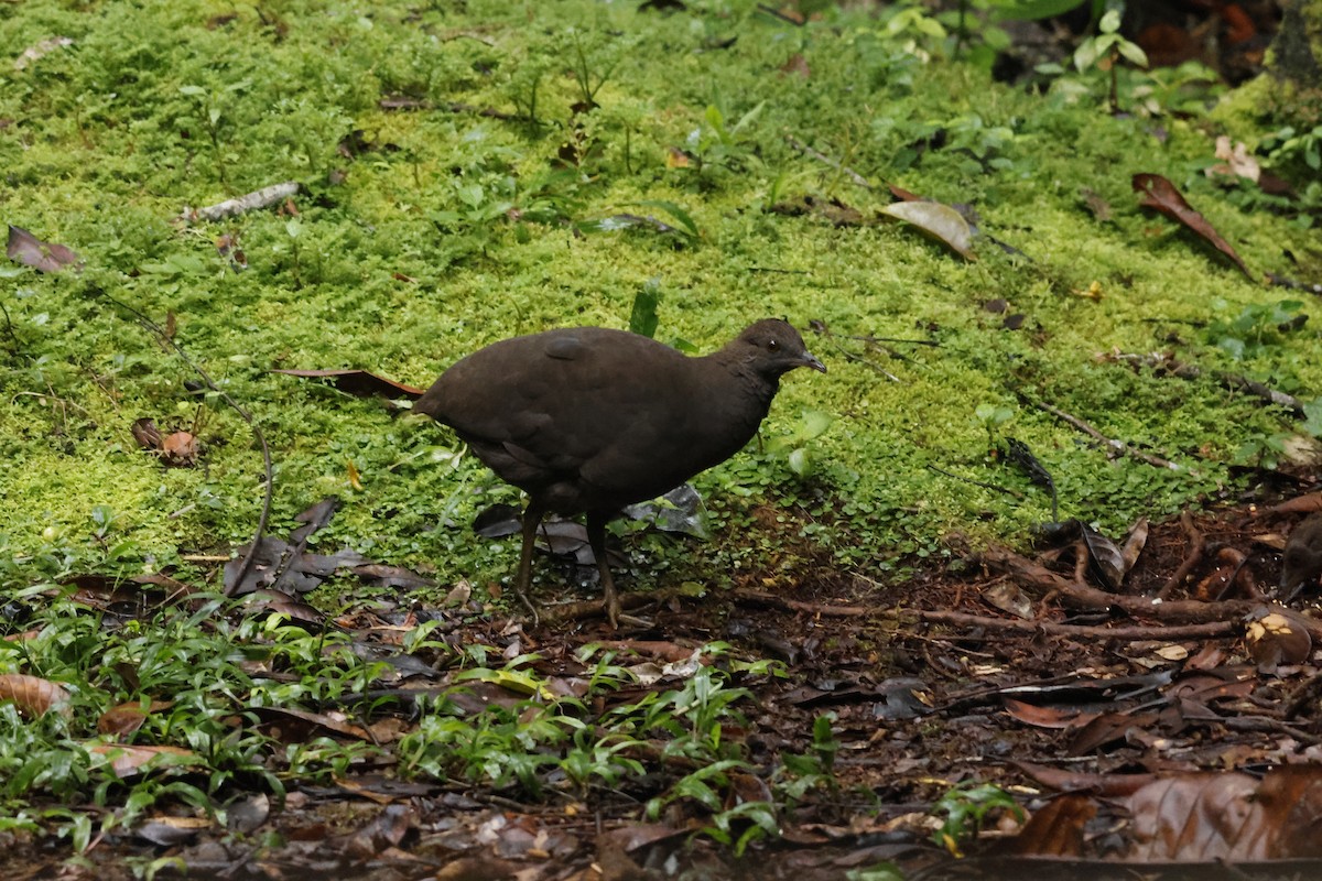 Cinereous Tinamou - ML643414489