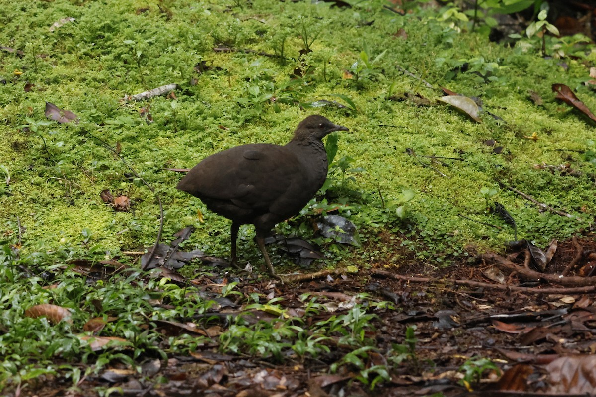 Cinereous Tinamou - ML643414490