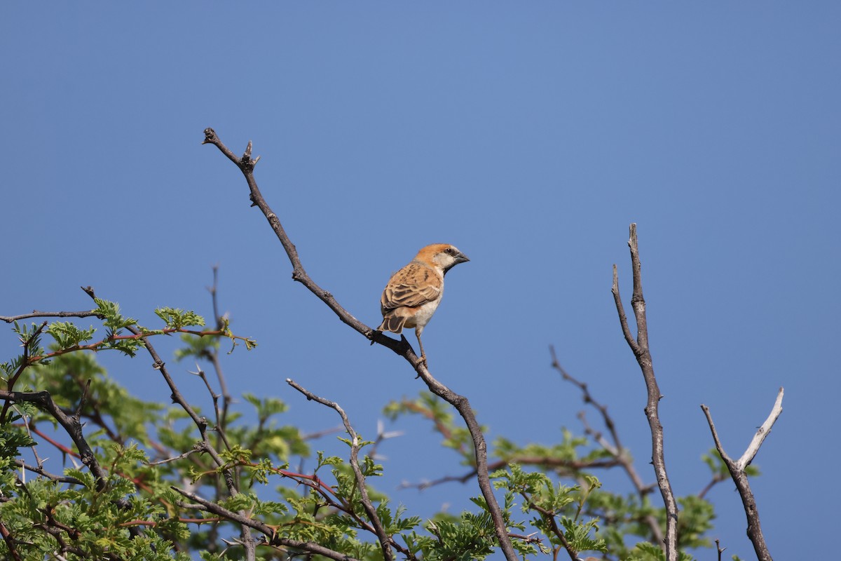 Gorrión Grande - ML643414518