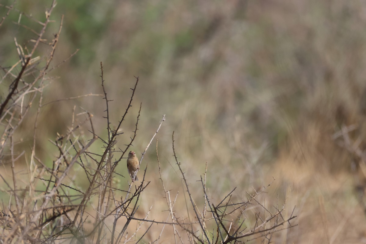 Shaft-tailed Whydah - ML643414522