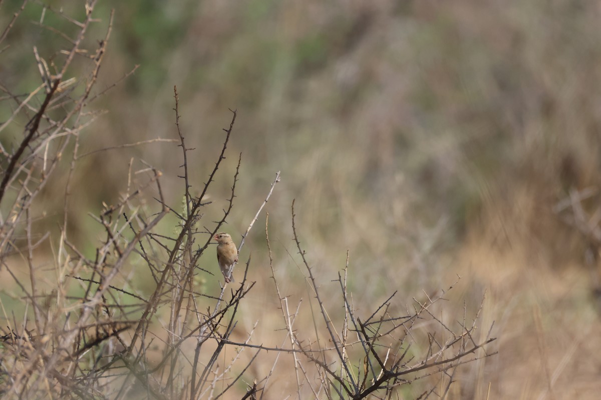 Shaft-tailed Whydah - ML643414523