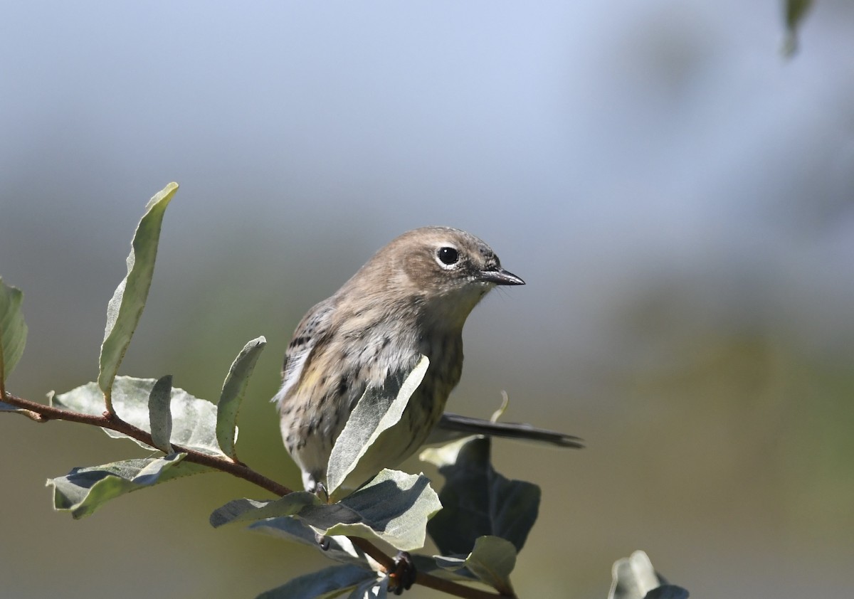 Пісняр-лісовик жовтогузий (підвид coronata) - ML643414528