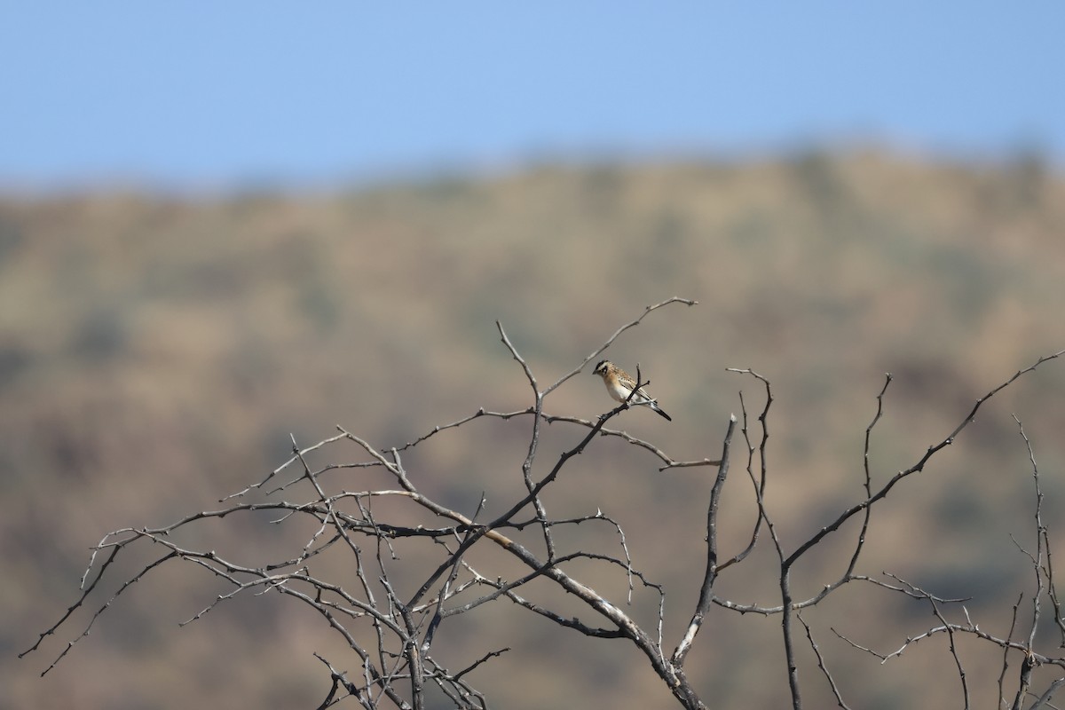 Eastern Paradise-Whydah - ML643414529