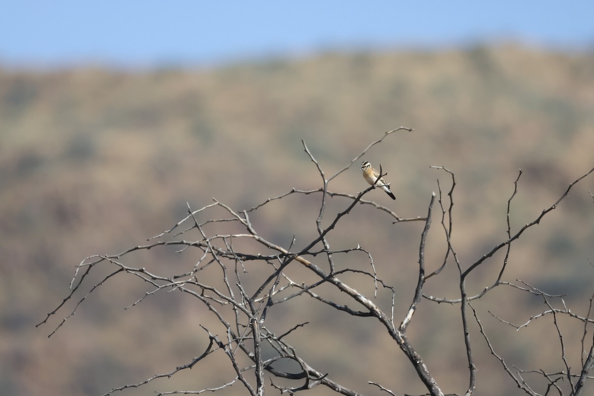 Eastern Paradise-Whydah - ML643414530