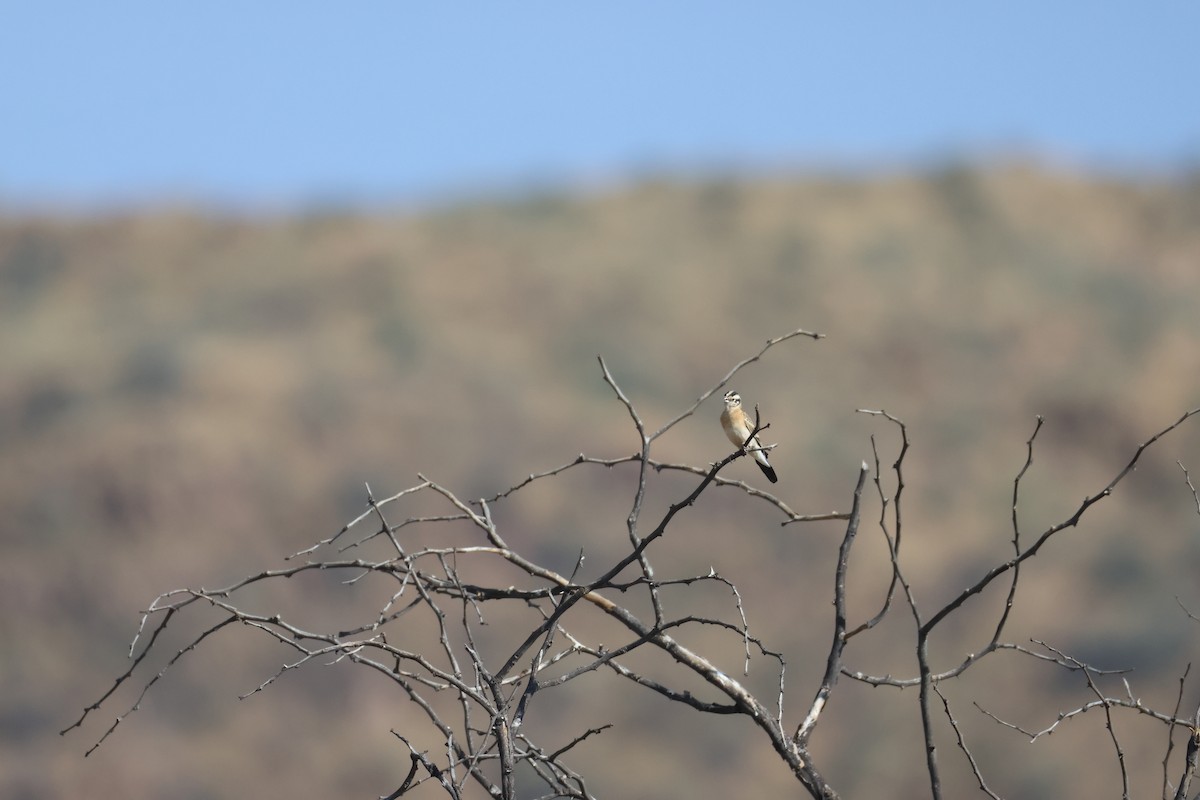 Eastern Paradise-Whydah - ML643414531
