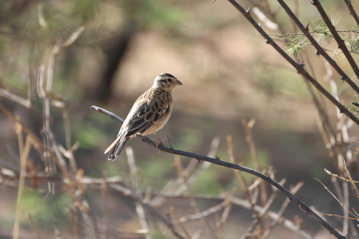Eastern Paradise-Whydah - ML643414532