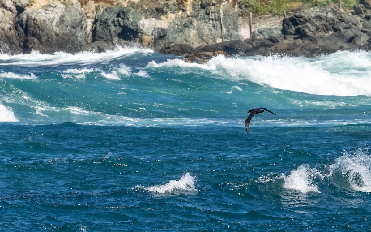Southern Giant-Petrel - ML643414563