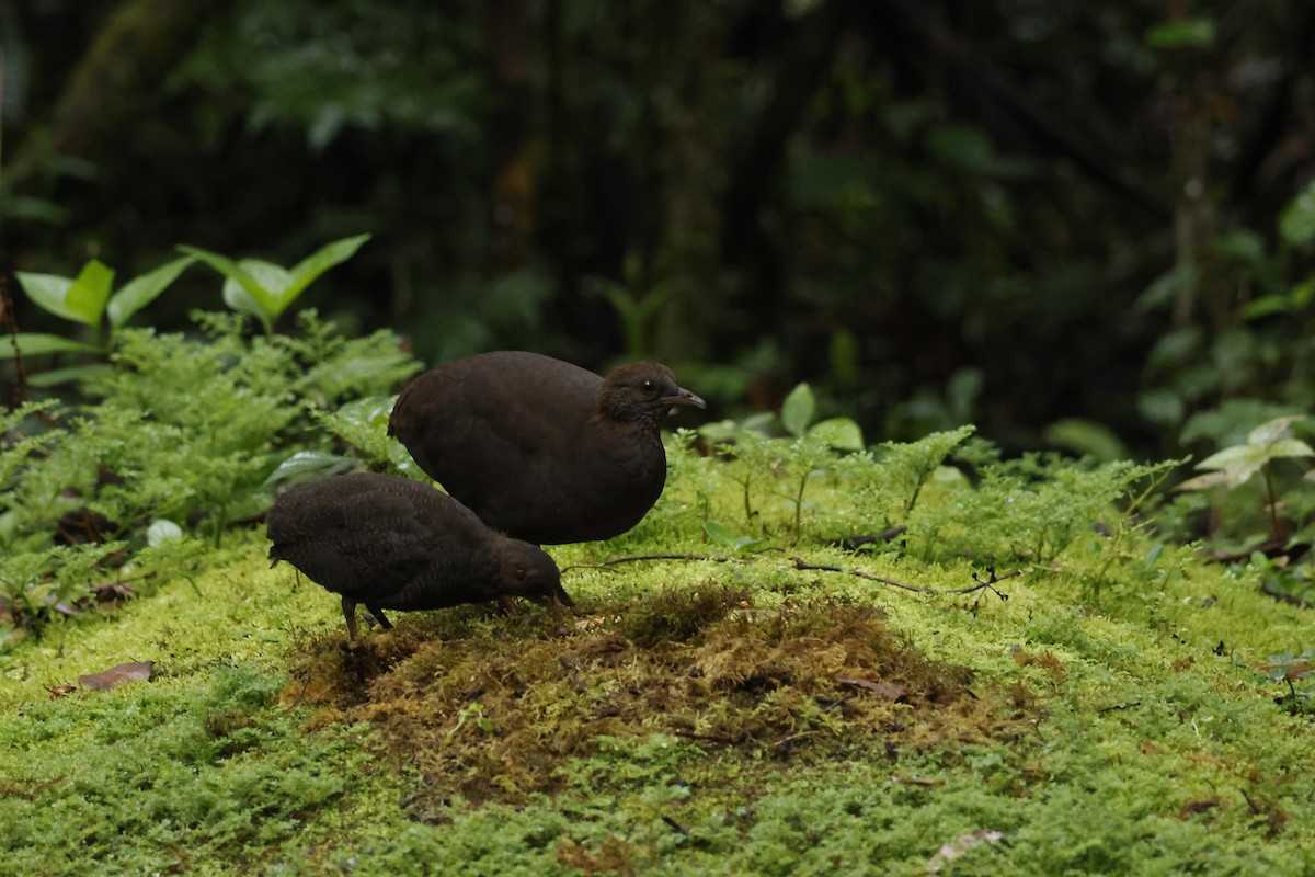 Cinereous Tinamou - ML643414566
