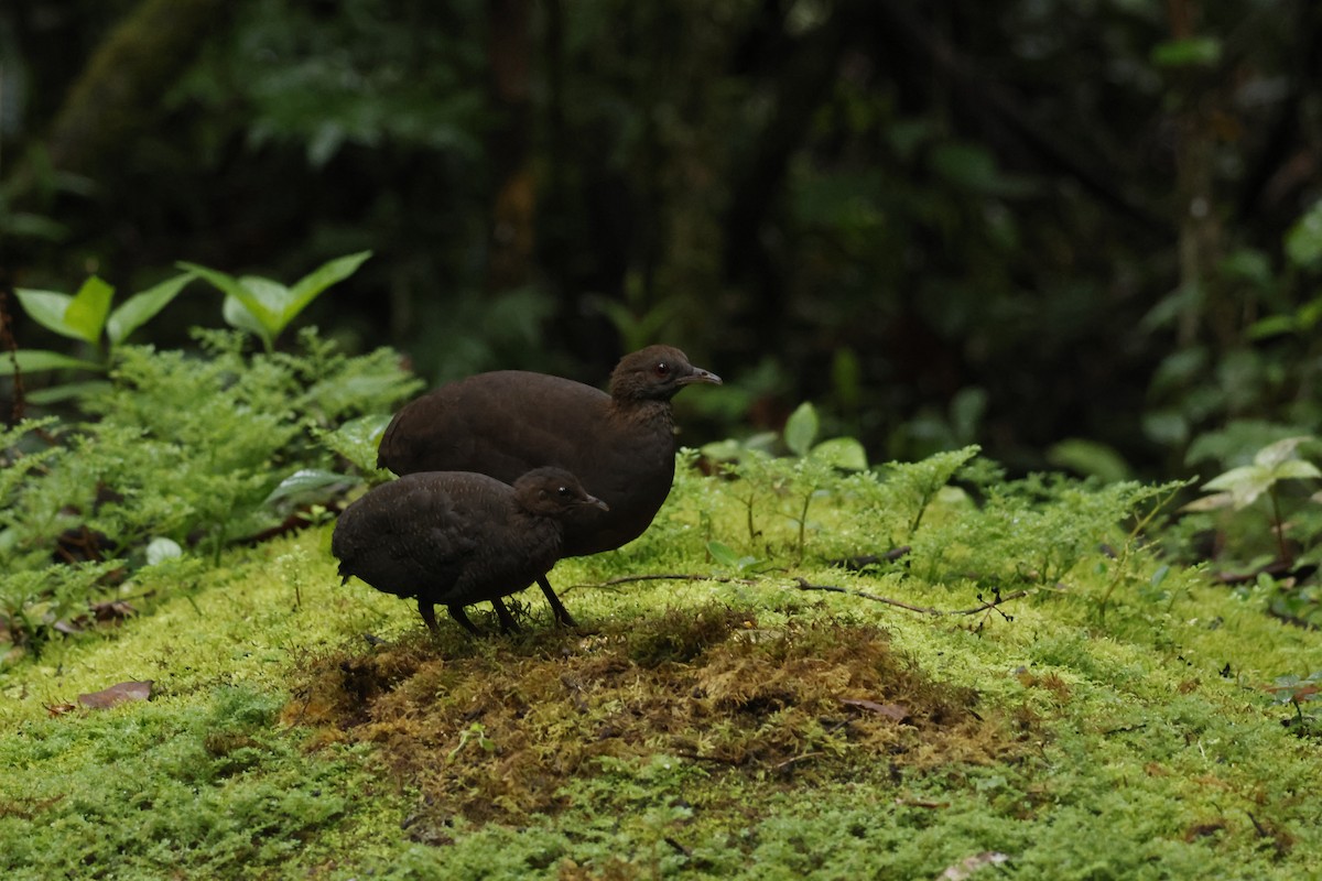 Cinereous Tinamou - ML643414567