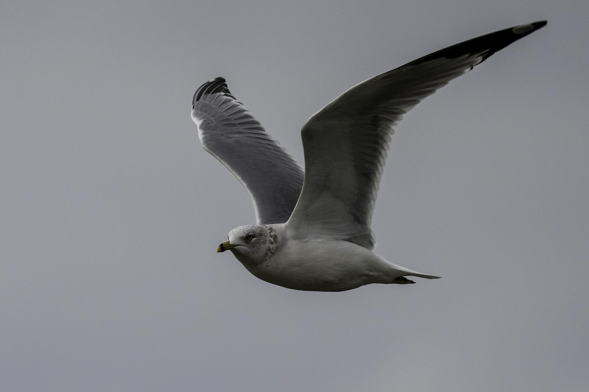 Ring-billed Gull - ML643414569