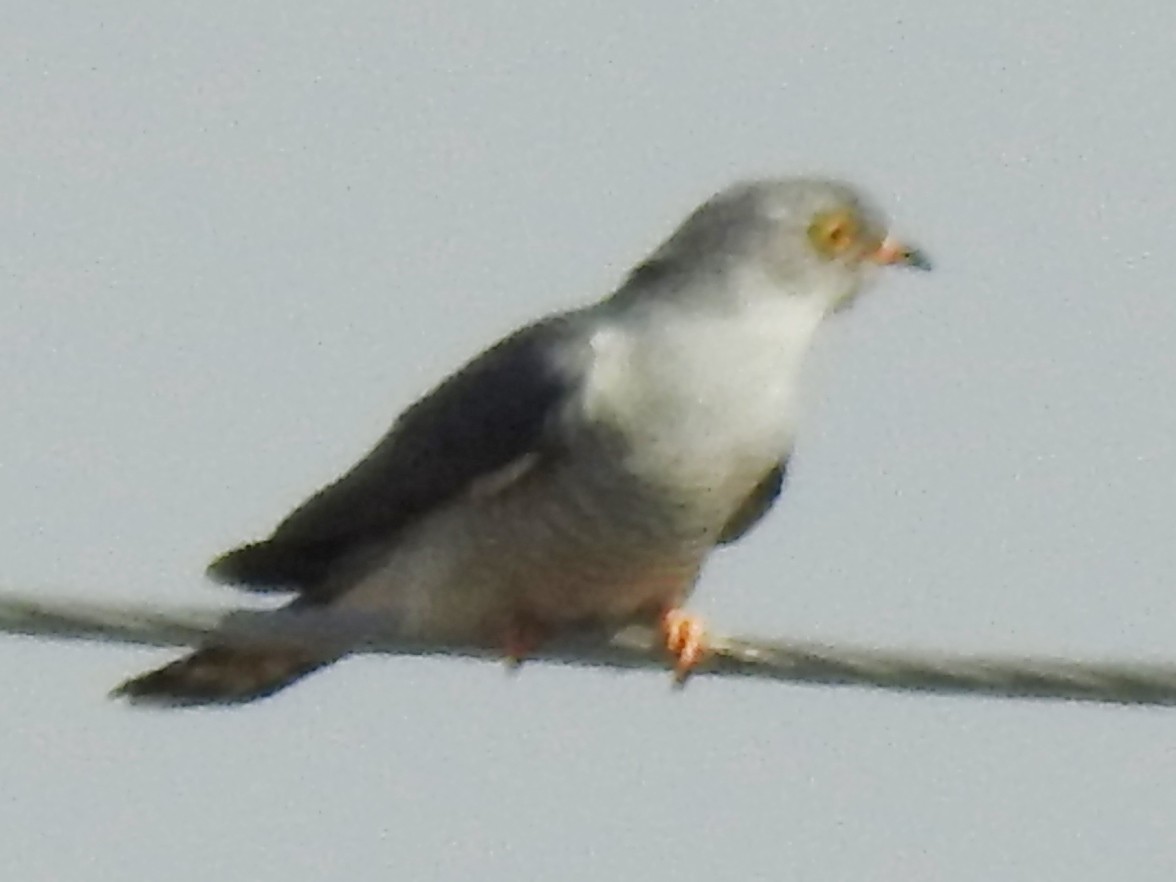Cuco Barbiblanco - ML643414571