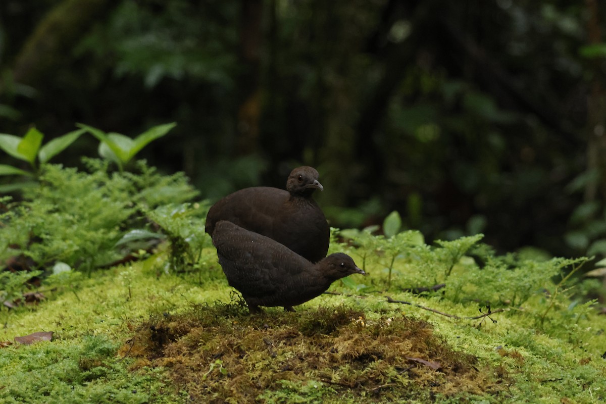 Cinereous Tinamou - ML643414575