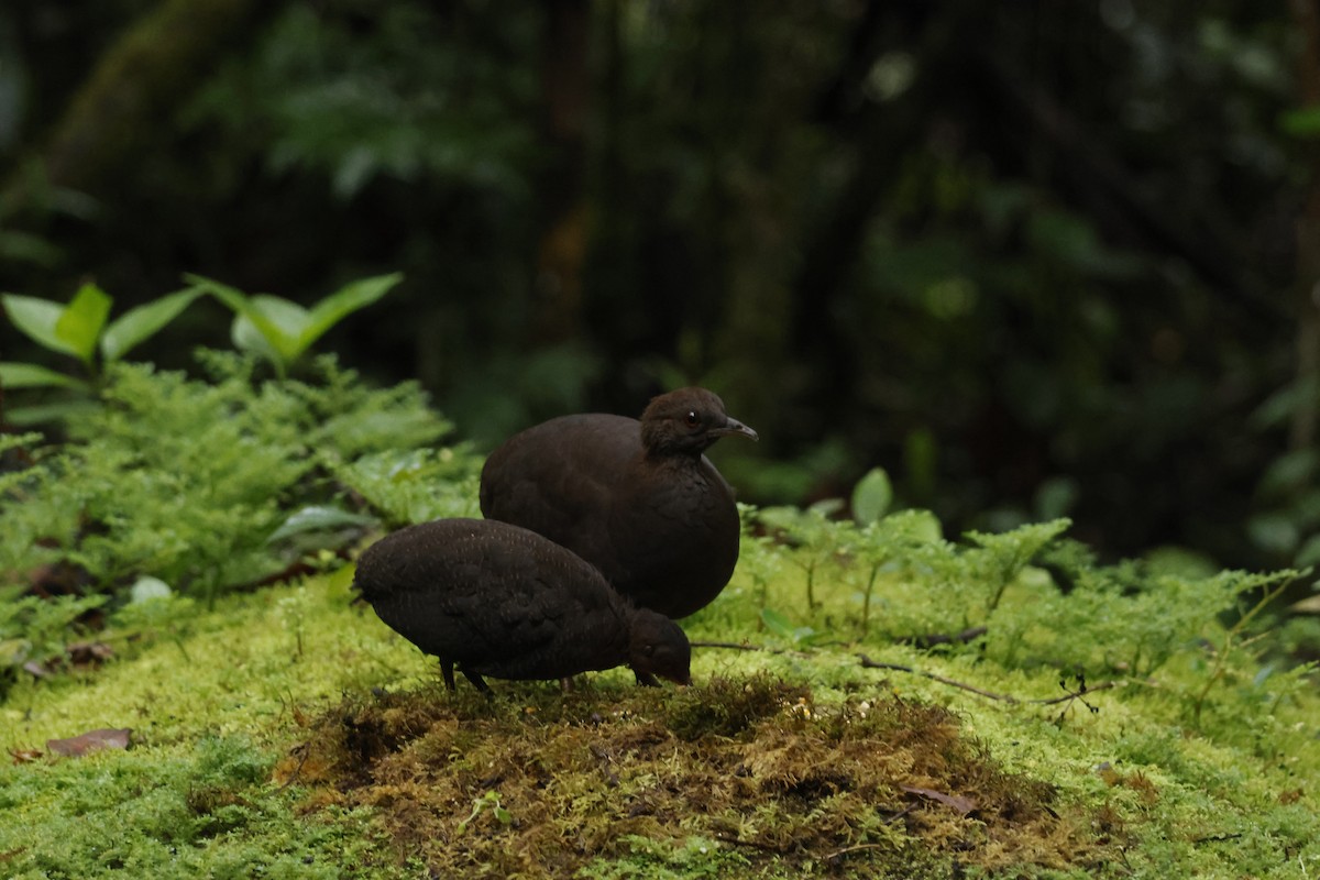 Cinereous Tinamou - ML643414576