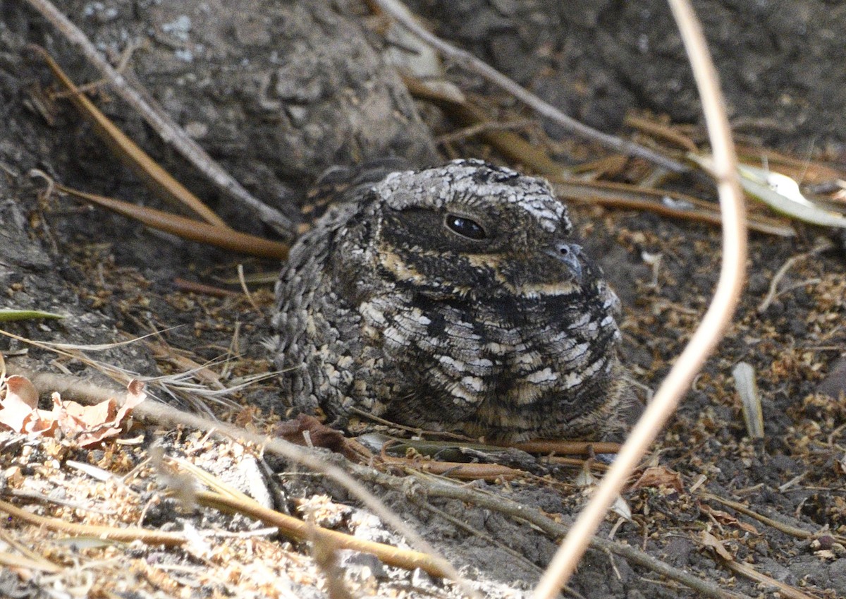 Common Poorwill - ML643414609