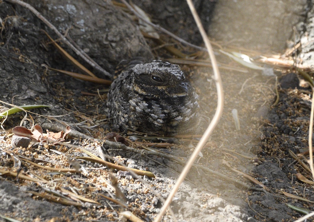 Common Poorwill - ML643414611