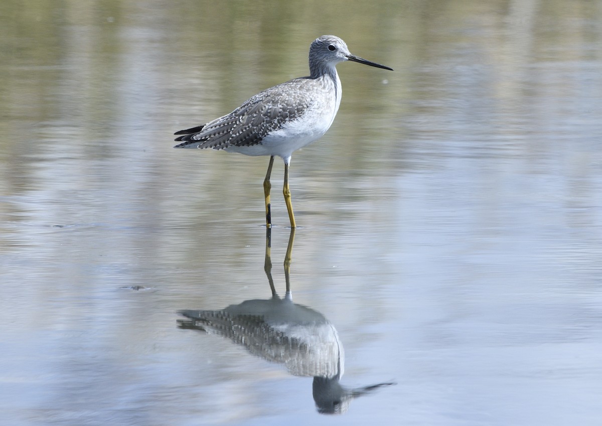 Tüpfelgelbschenkel - ML643414623