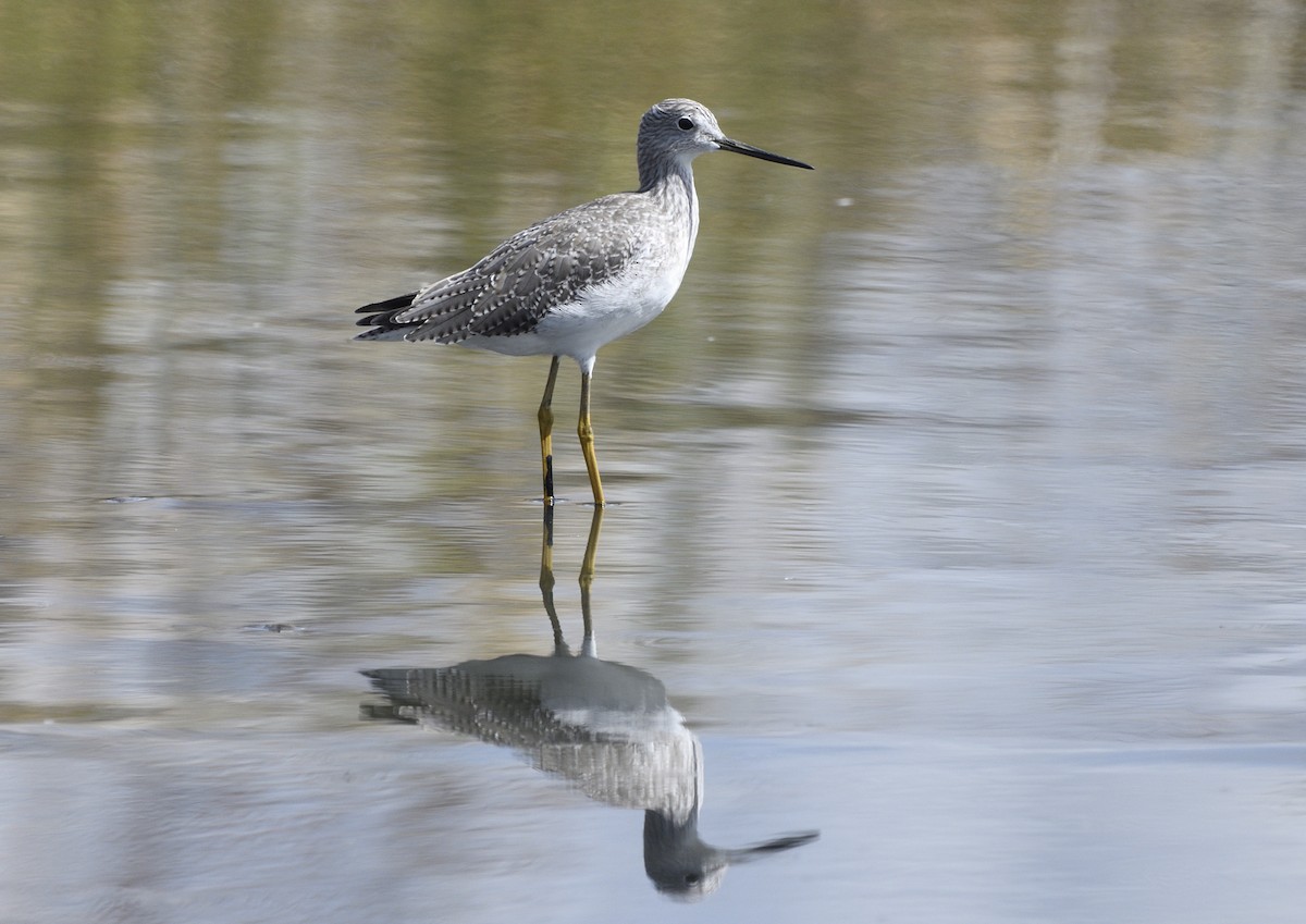 Tüpfelgelbschenkel - ML643414624