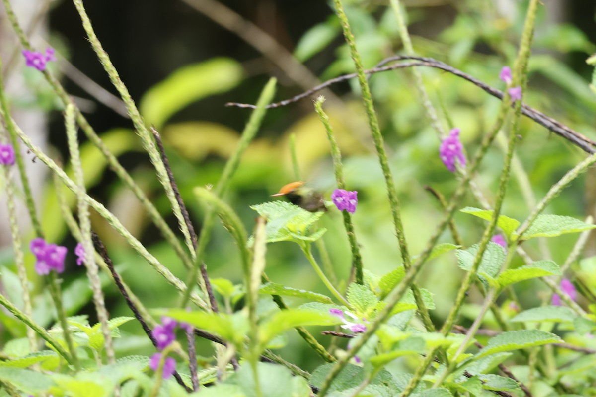 Rufous-crested Coquette - ML643414642