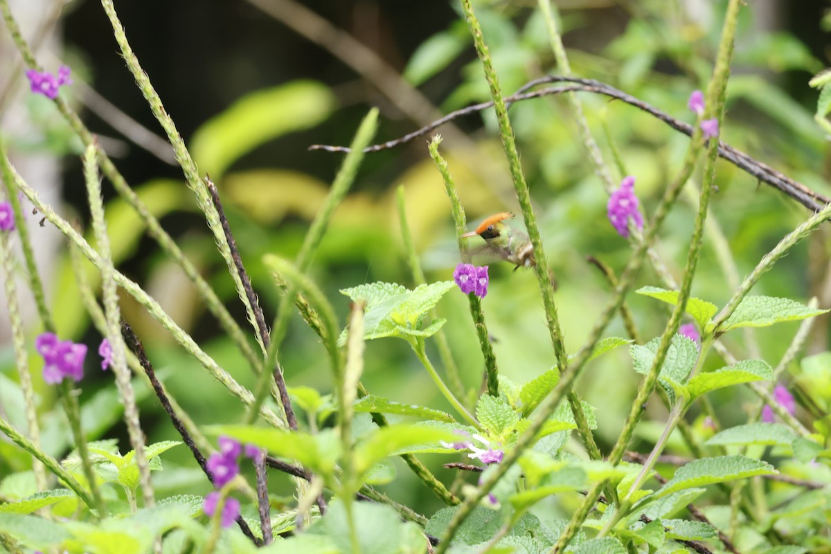 Rufous-crested Coquette - ML643414643