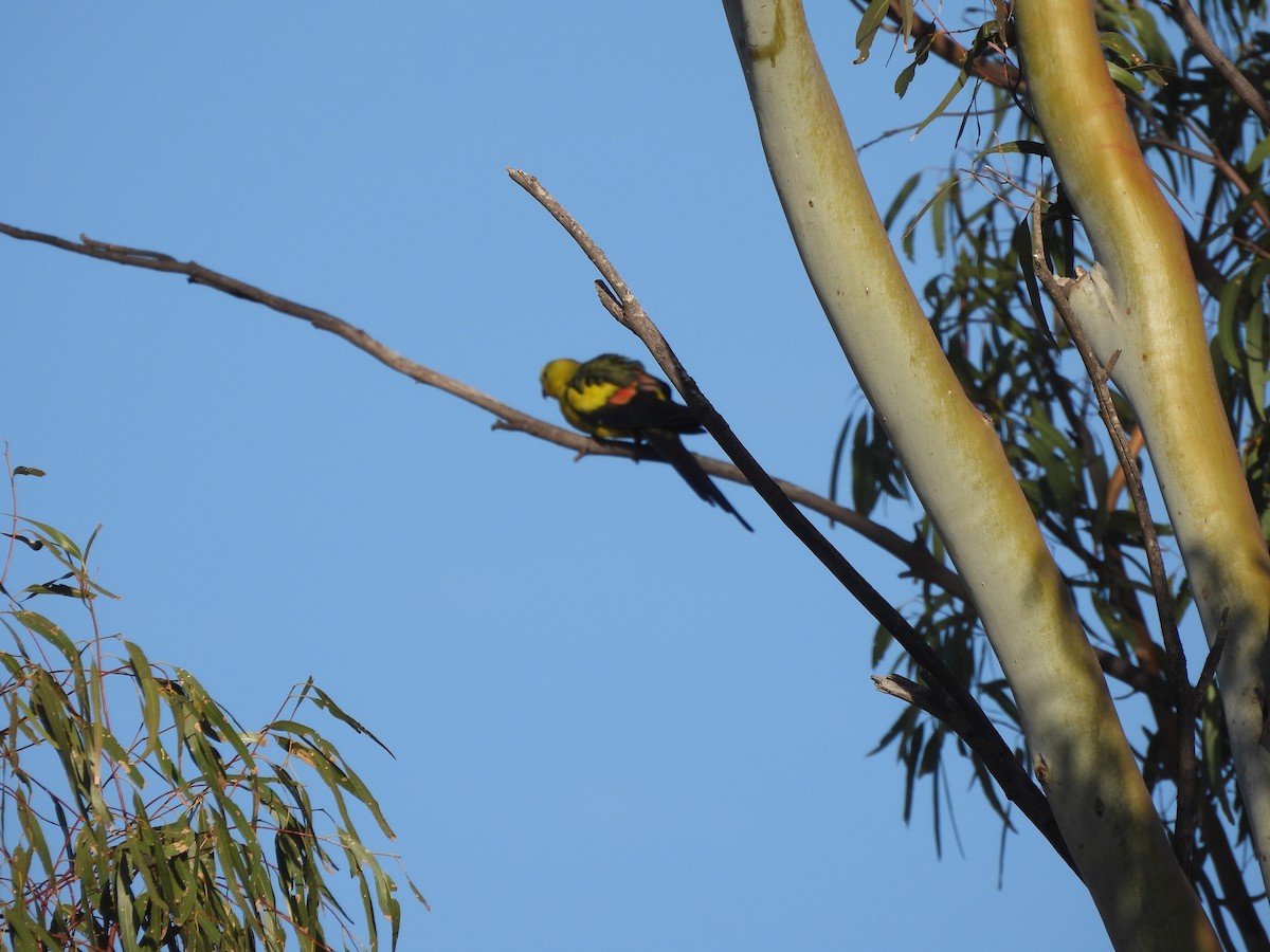 Regent Parrot - ML643414644