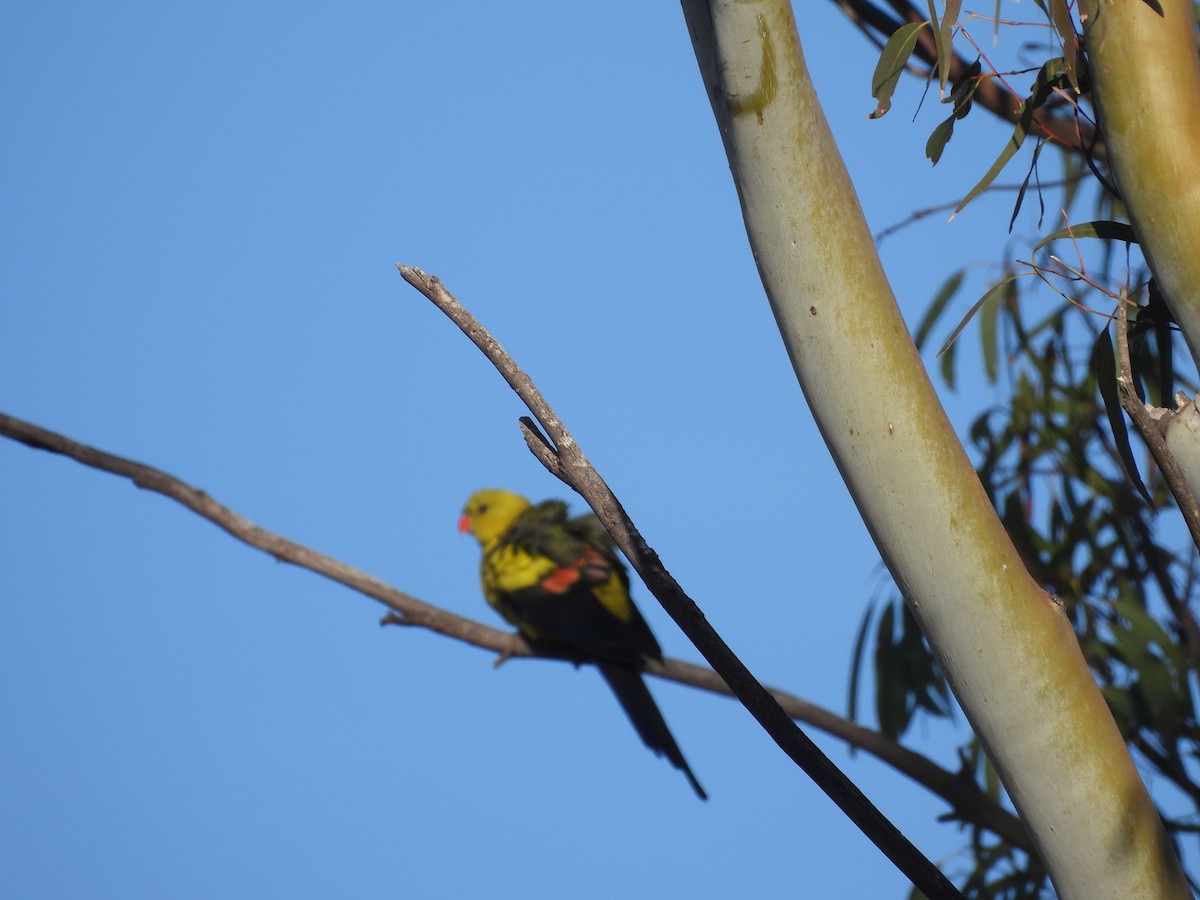 Regent Parrot - ML643414645
