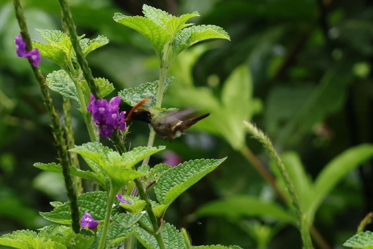 Rufous-crested Coquette - ML643414654