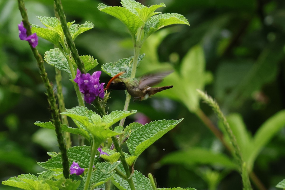 Rufous-crested Coquette - ML643414655