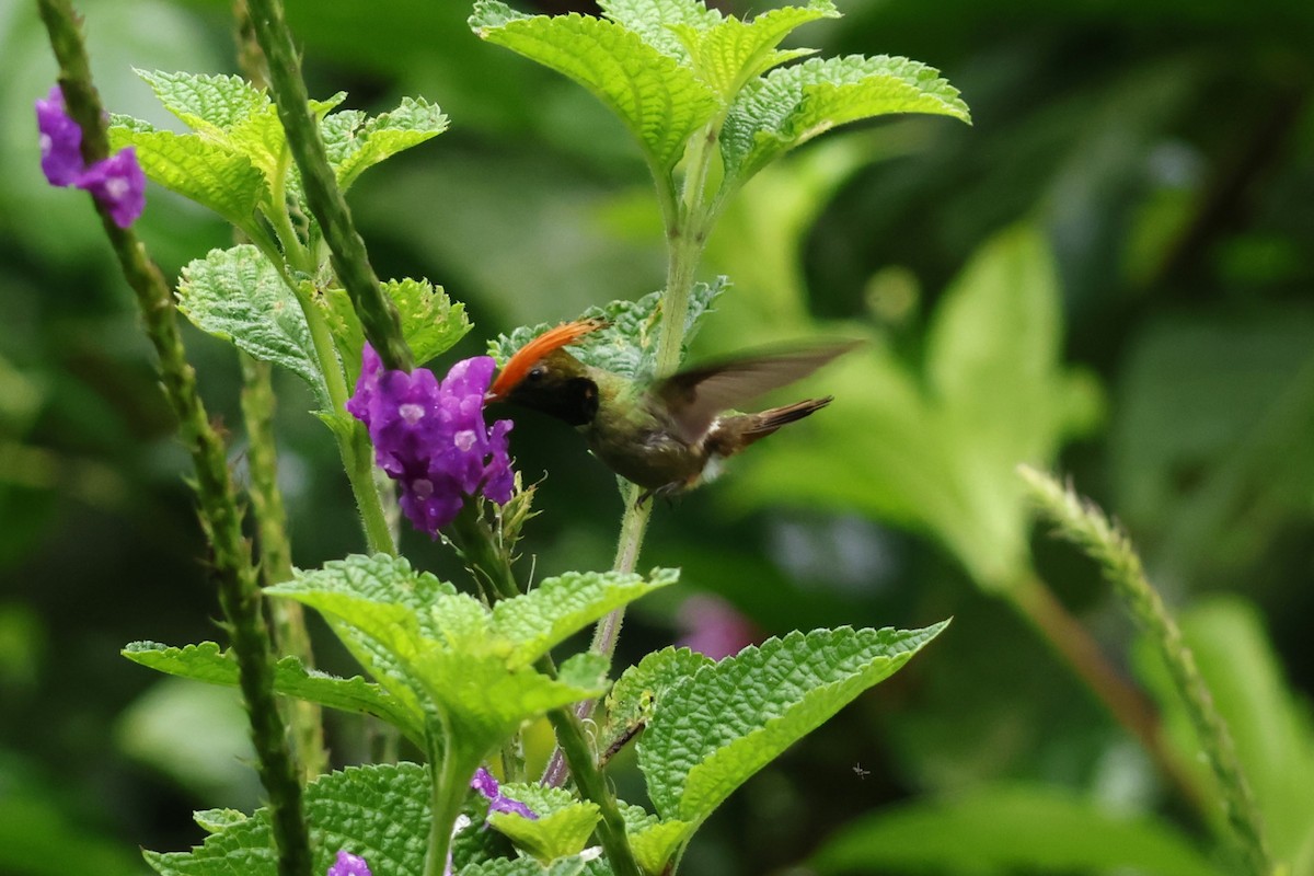 Rufous-crested Coquette - ML643414656