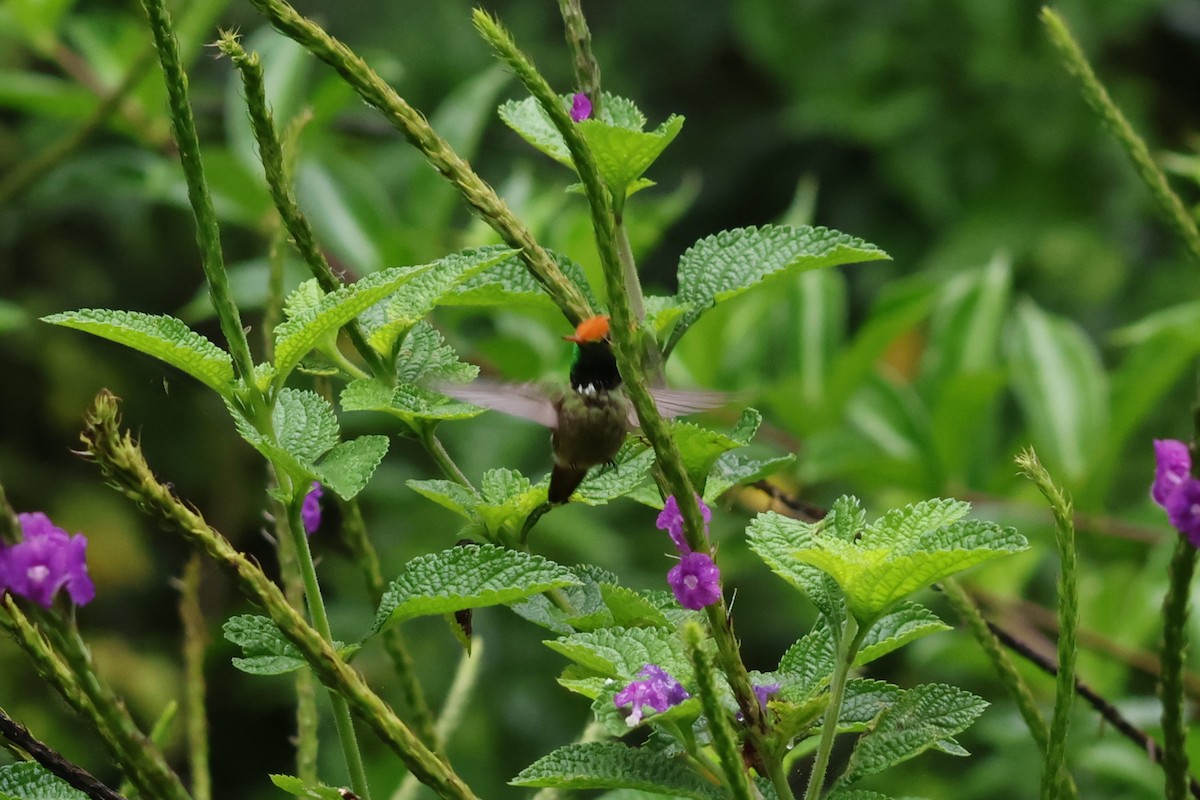 Rufous-crested Coquette - ML643414657