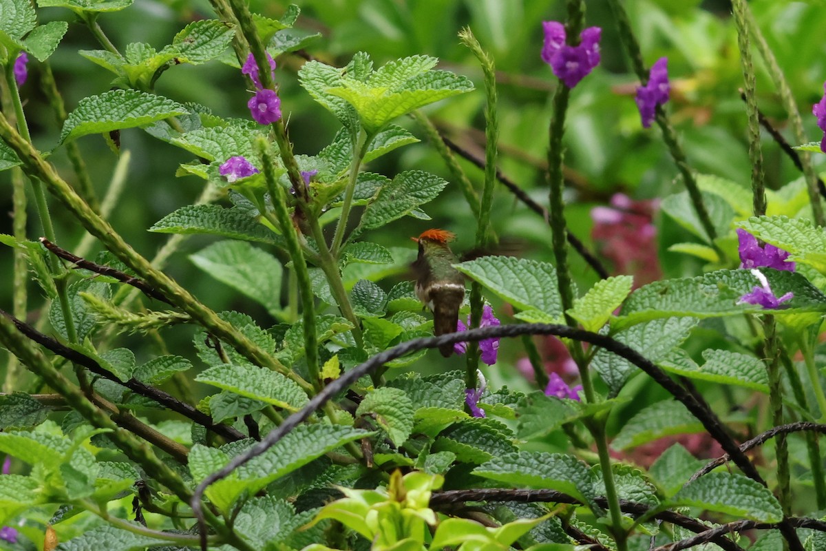 Rufous-crested Coquette - ML643414658