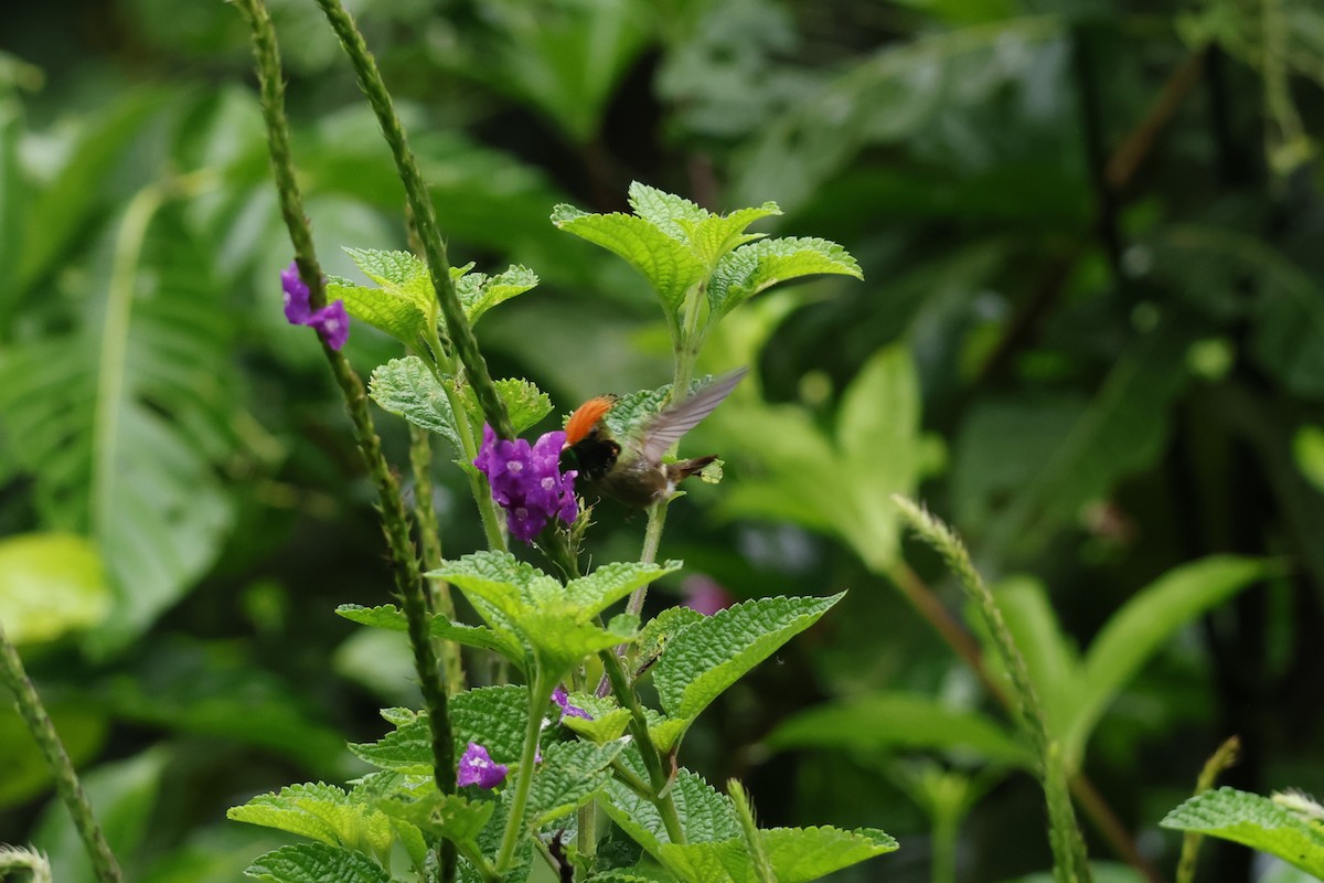Rufous-crested Coquette - ML643414659