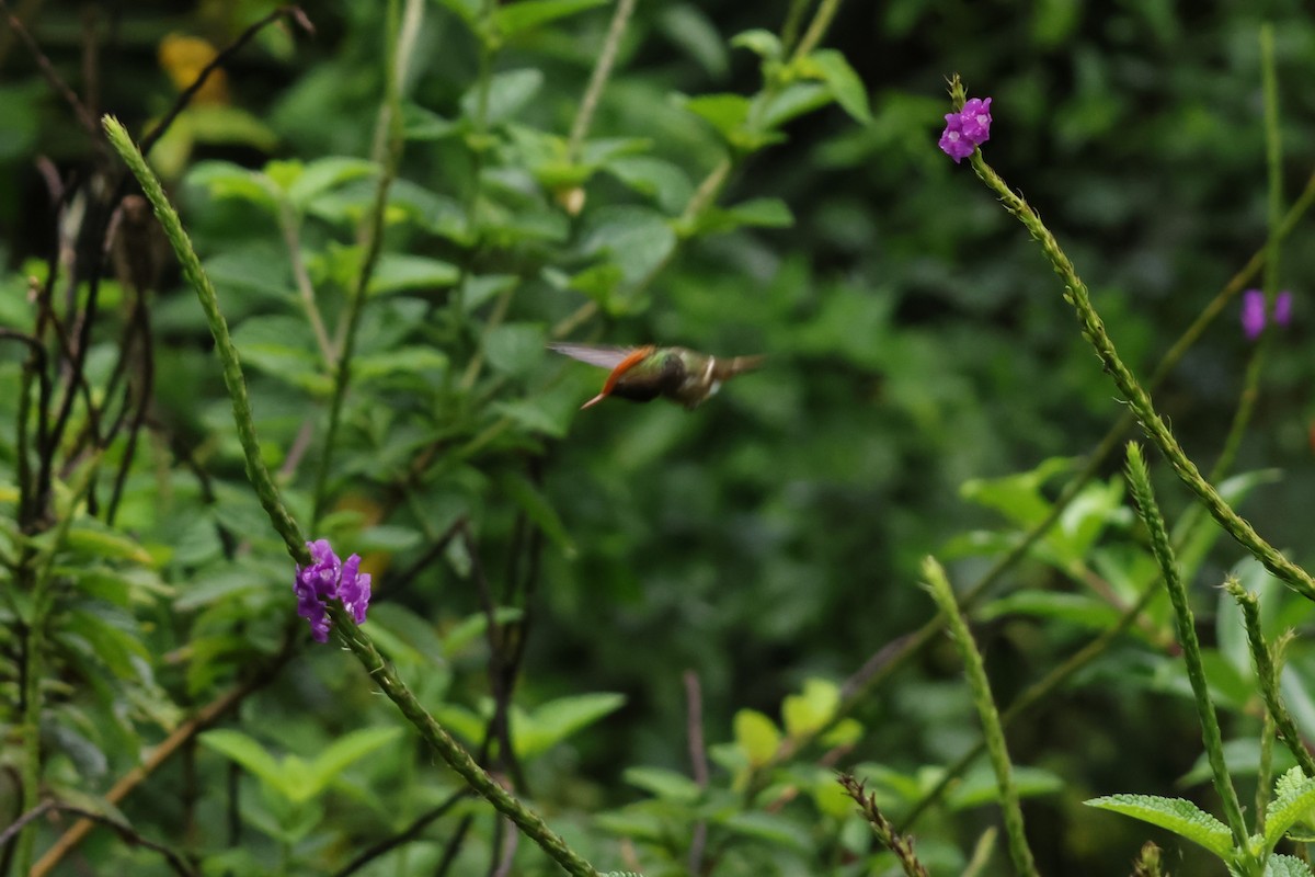 Rufous-crested Coquette - ML643414660