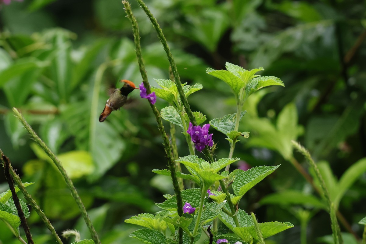 Rufous-crested Coquette - ML643414661
