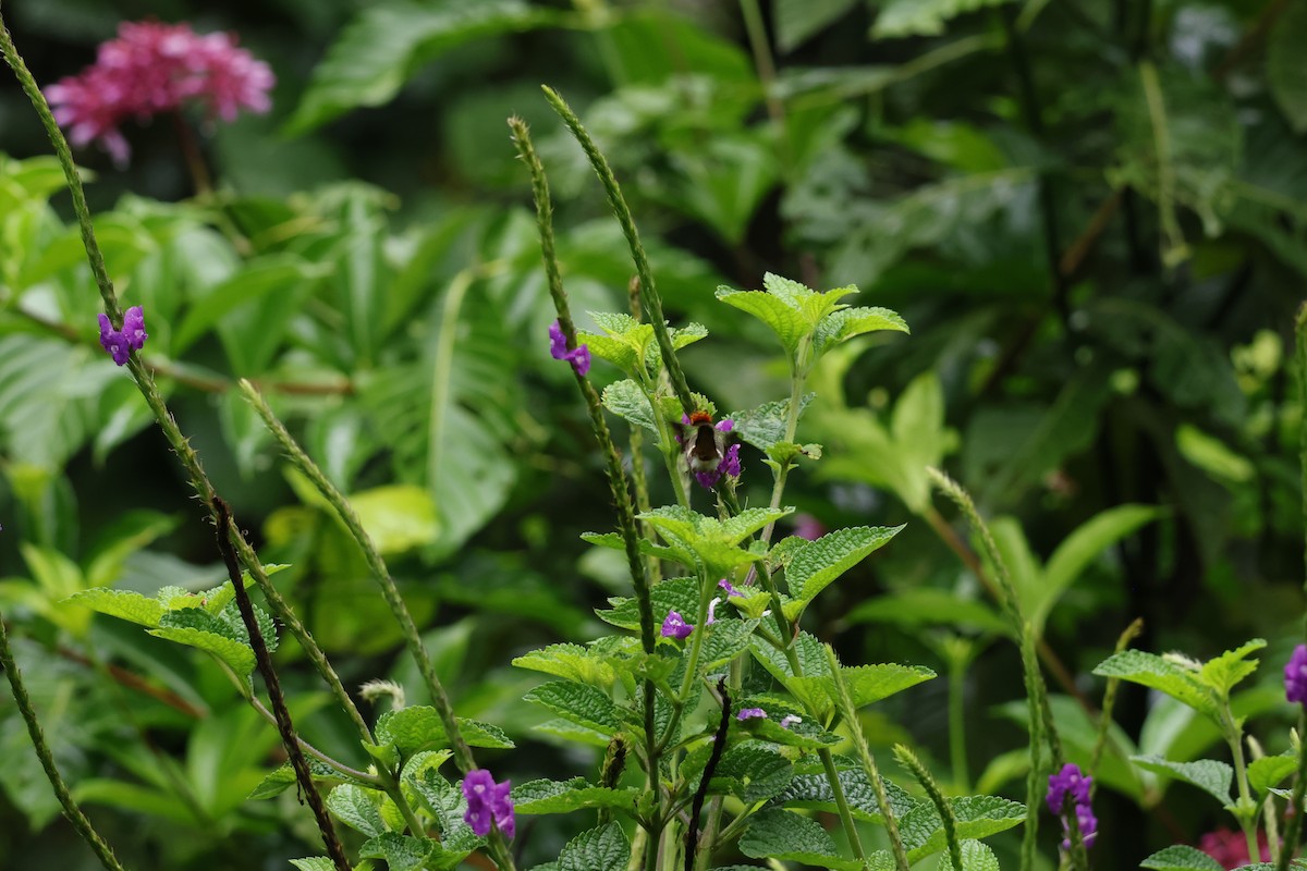 Rufous-crested Coquette - ML643414662