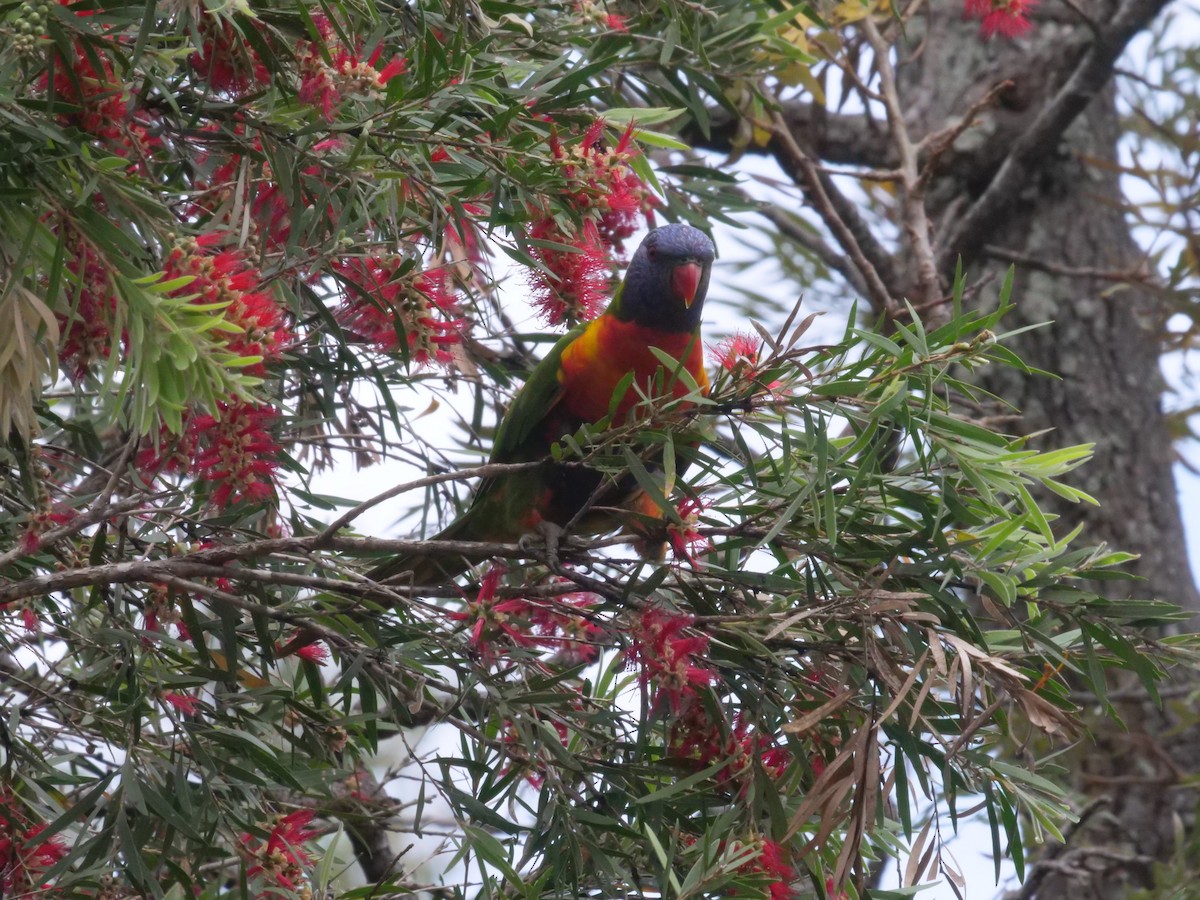 Rainbow Lorikeet - ML643414673