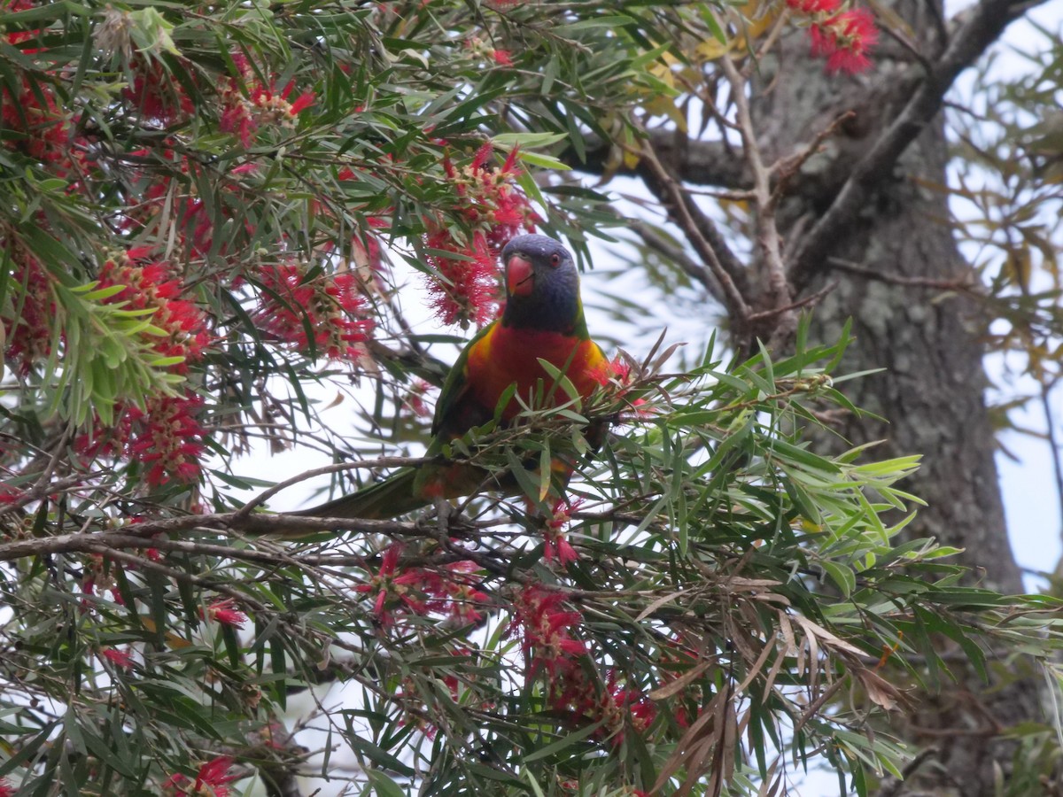 Rainbow Lorikeet - ML643414674