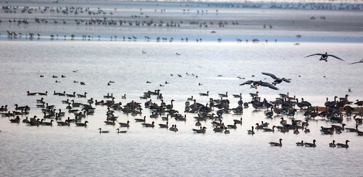 Tundra Bean-Goose - ML643414675