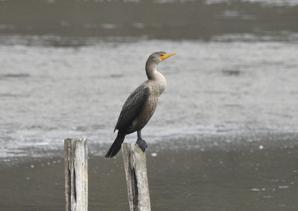 Ohrenscharbe - ML643414689