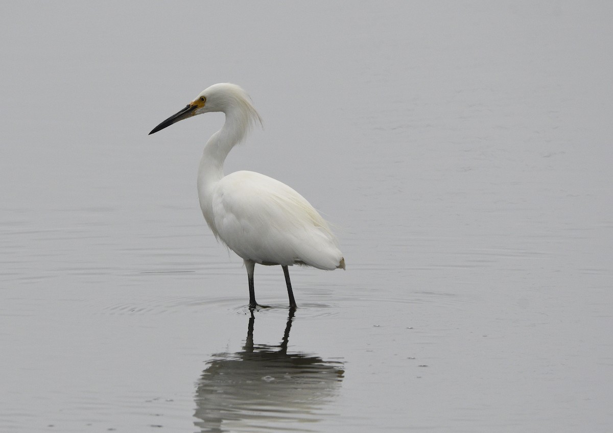 Schmuckreiher - ML643414701