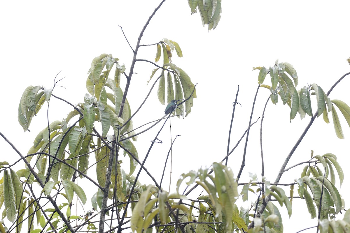 Black-throated Mango - ML643414706