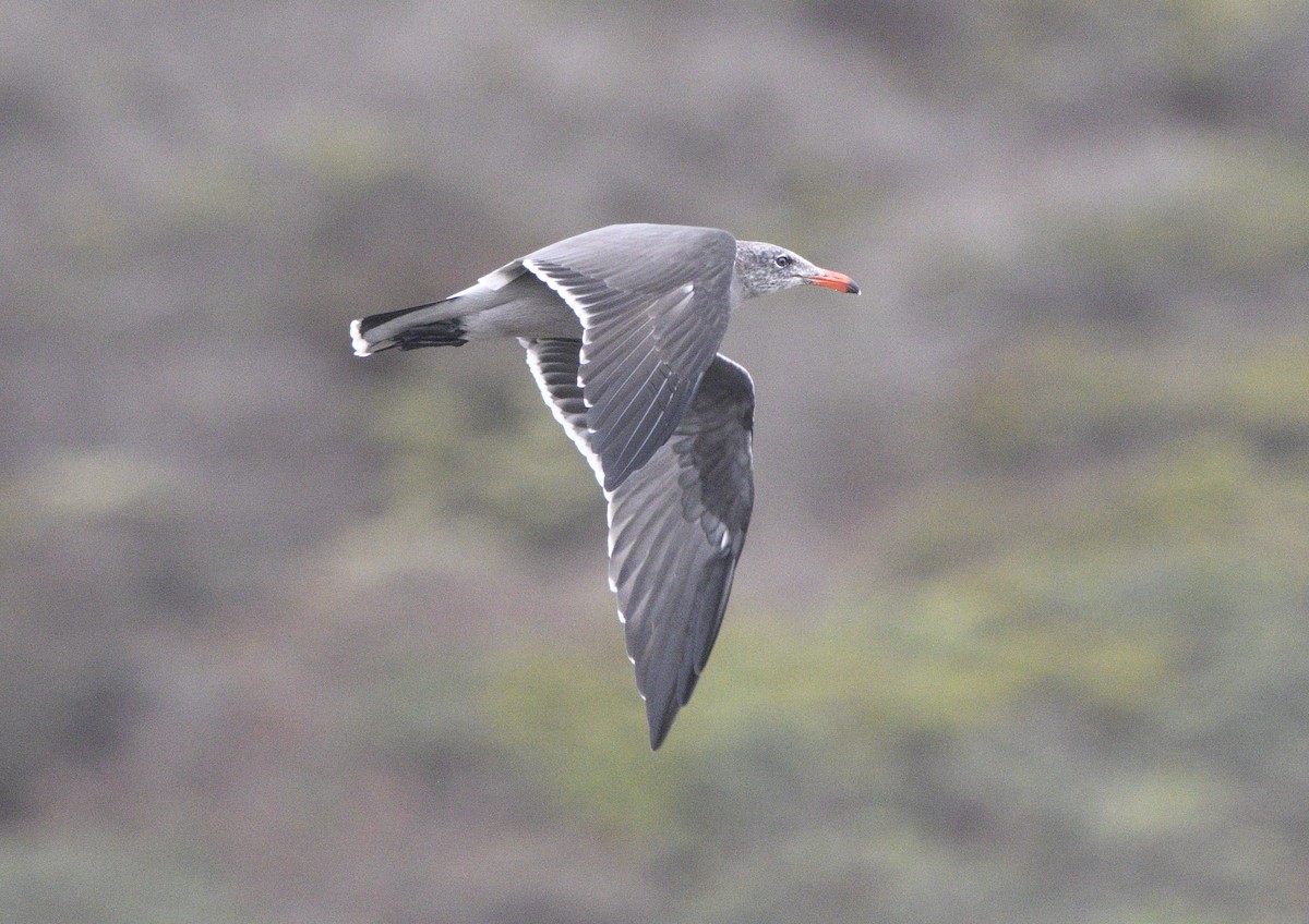 Heermannmöwe - ML643414708