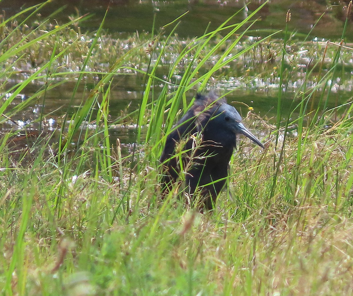 Black Heron - ML643414715