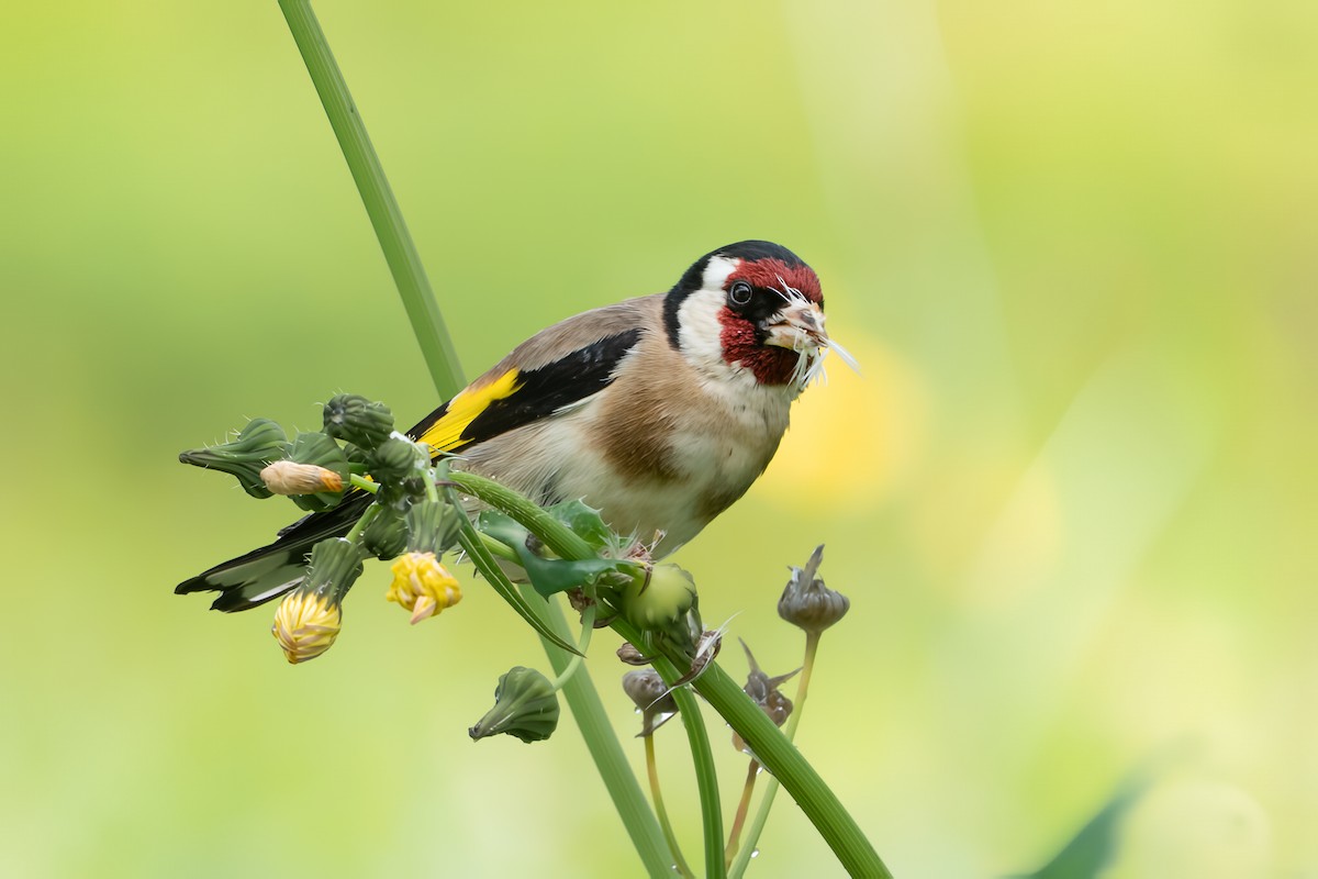 European Goldfinch - ML643414721
